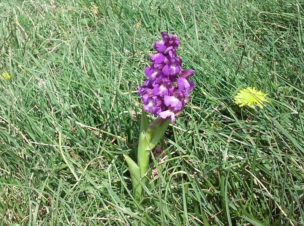 Orchis purpurea, sul prato sovrastante la faggeta.